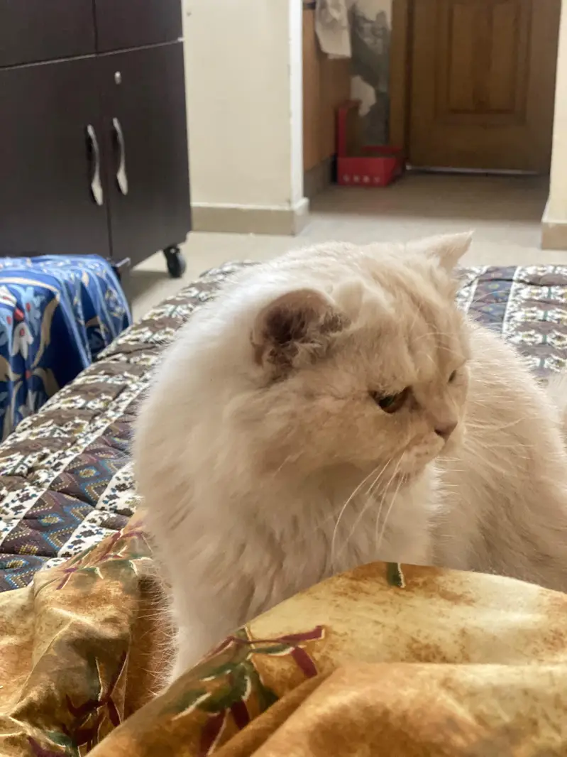 Persian cat — photo 5