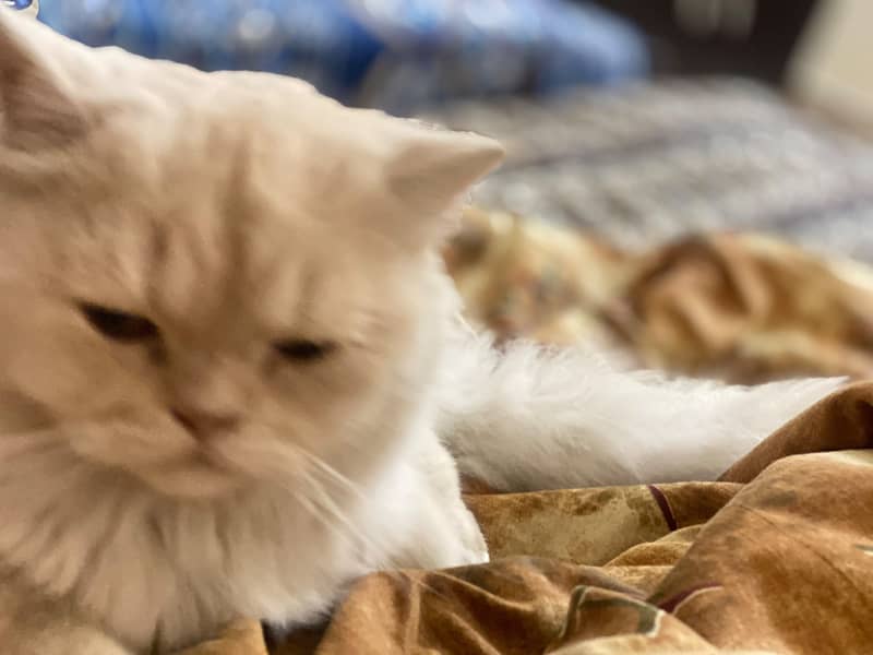 Persian cat 5