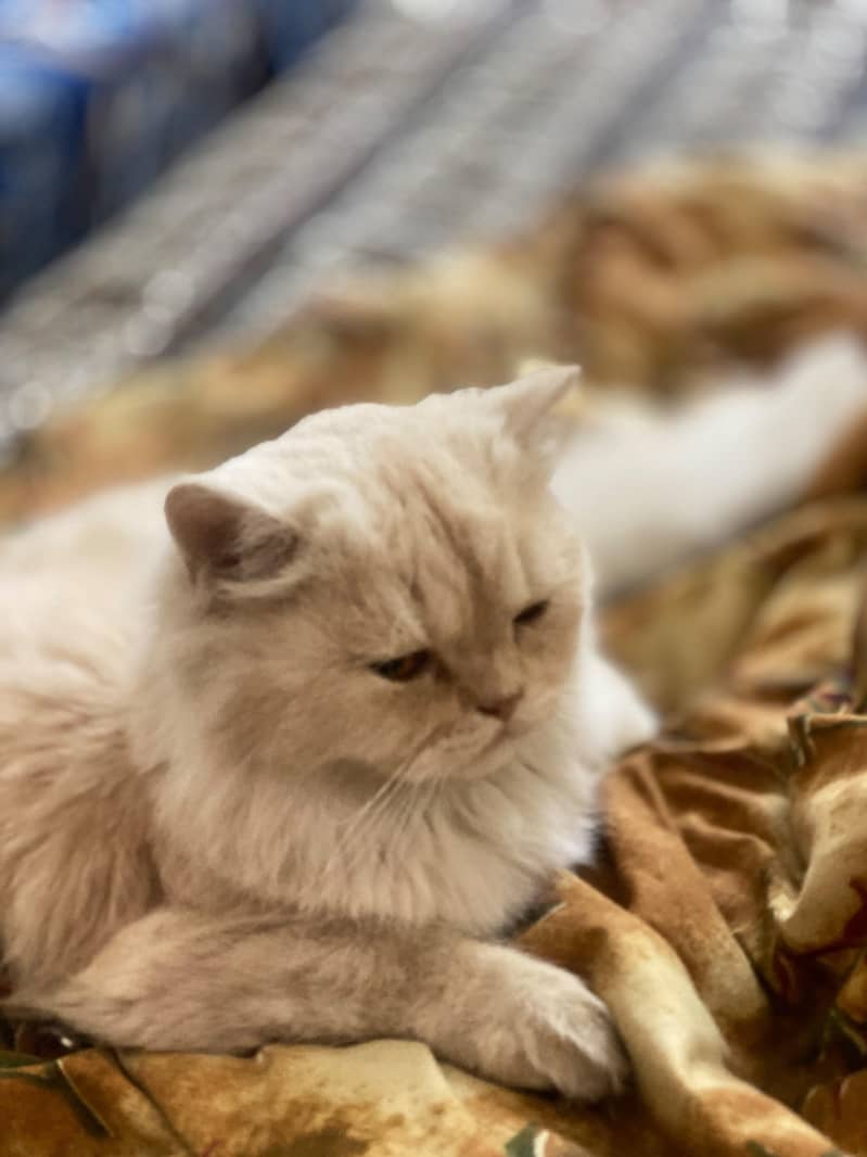 Persian cat 6