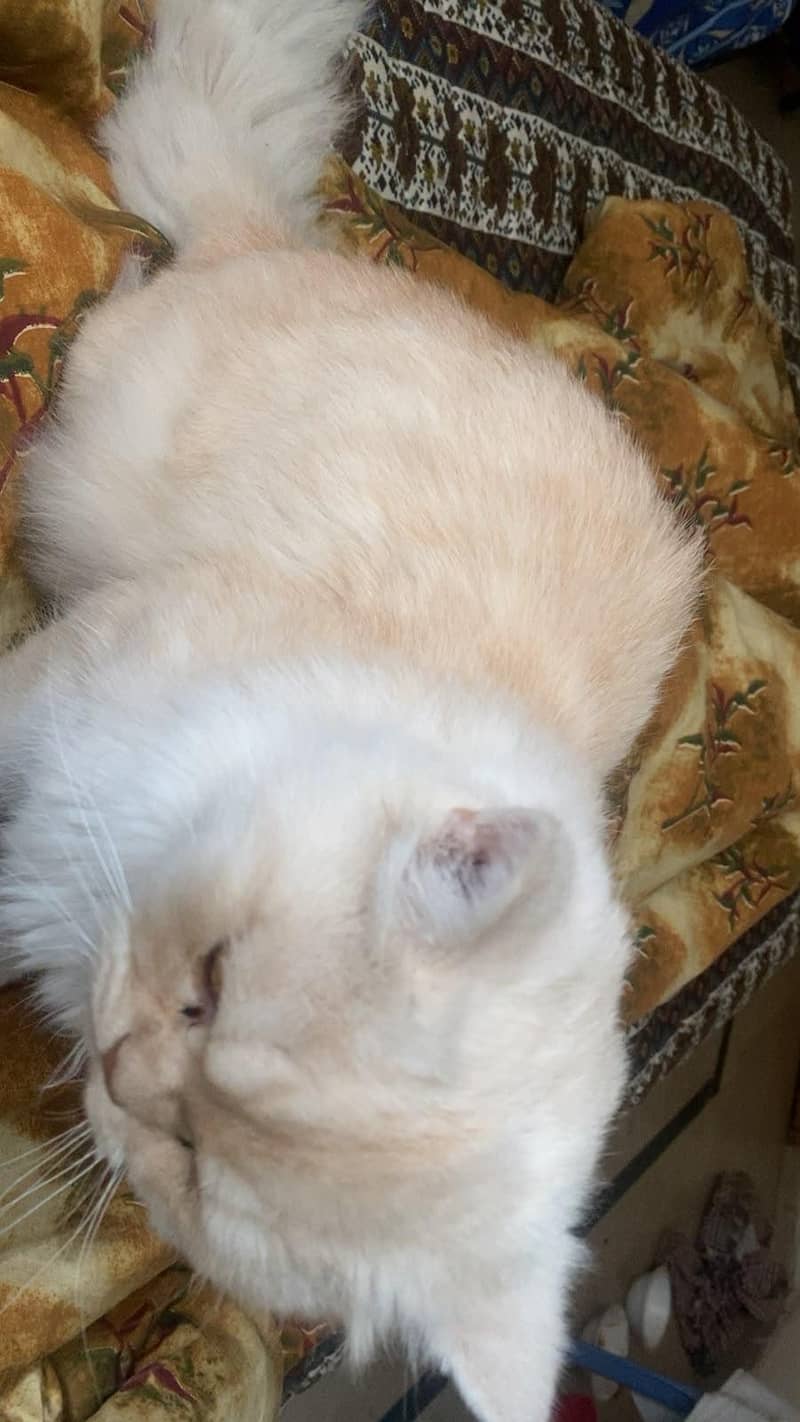 Persian cat 7