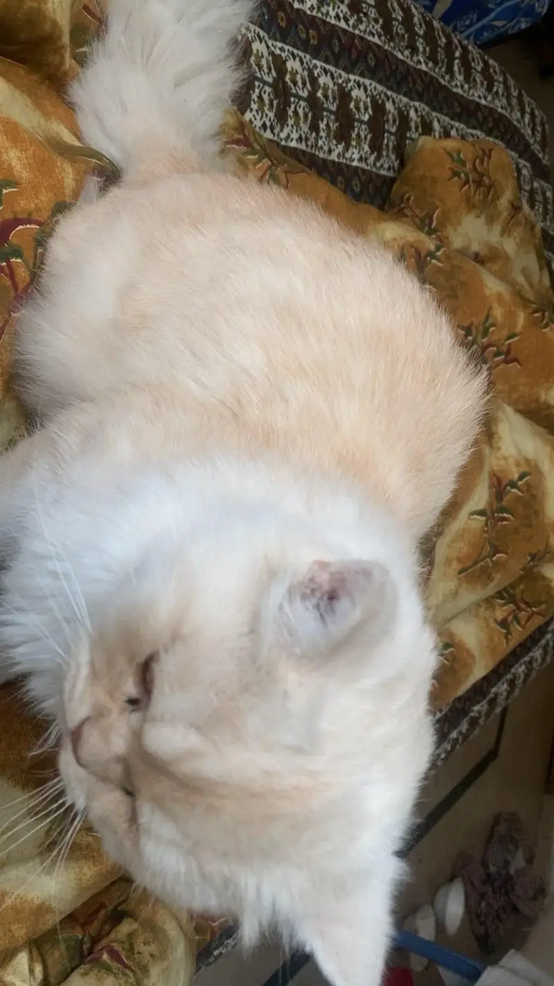 Persian cat — photo 8