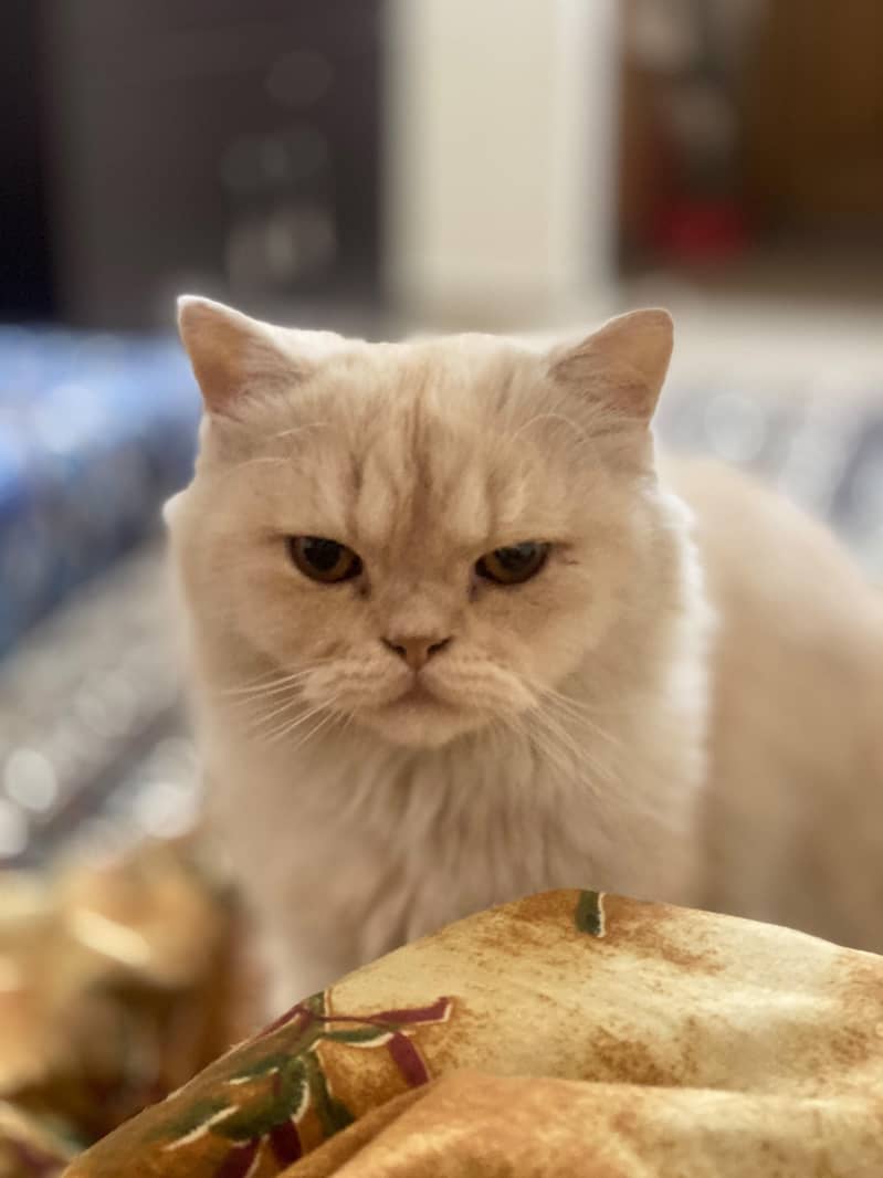 Persian cat 8