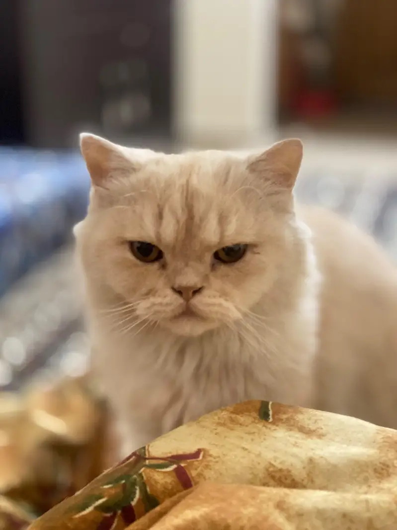 Persian cat — photo 9