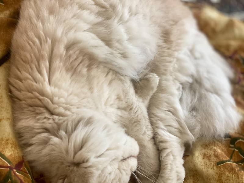 Persian cat 9