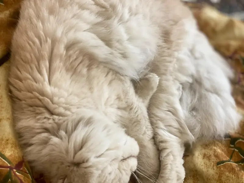 Persian cat — photo 10