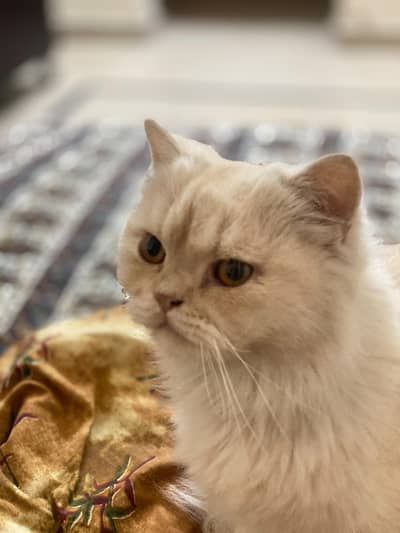 Persian cat