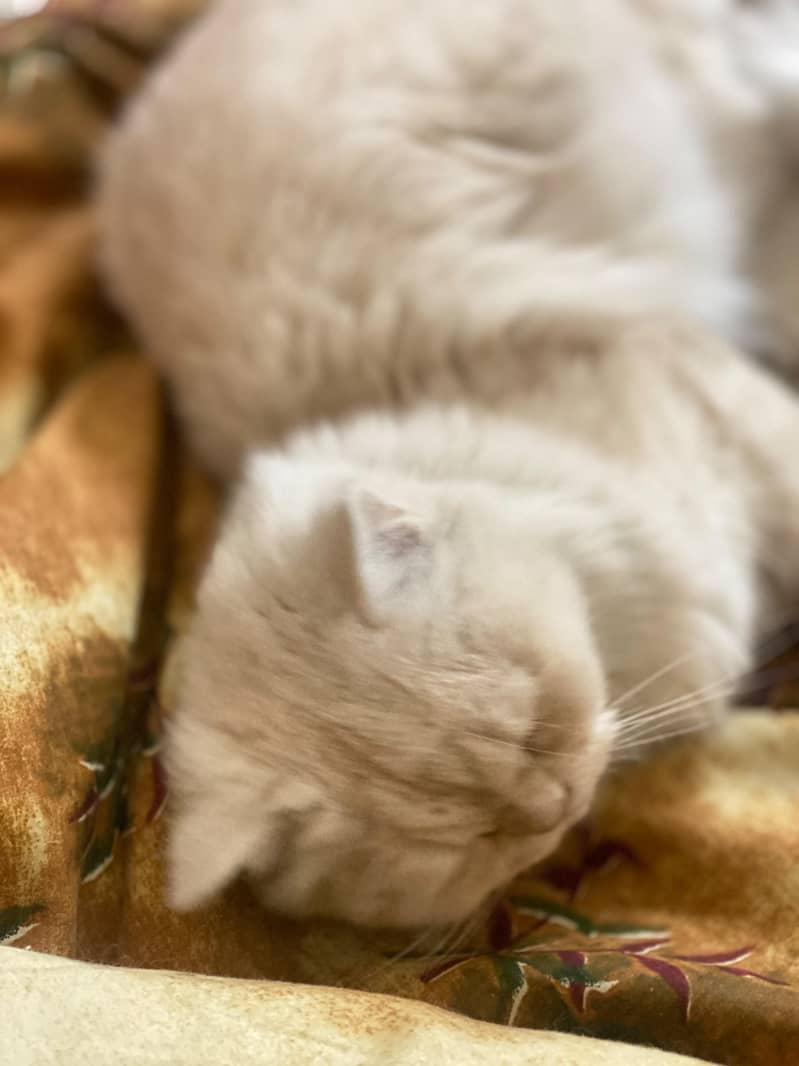 Persian cat 10