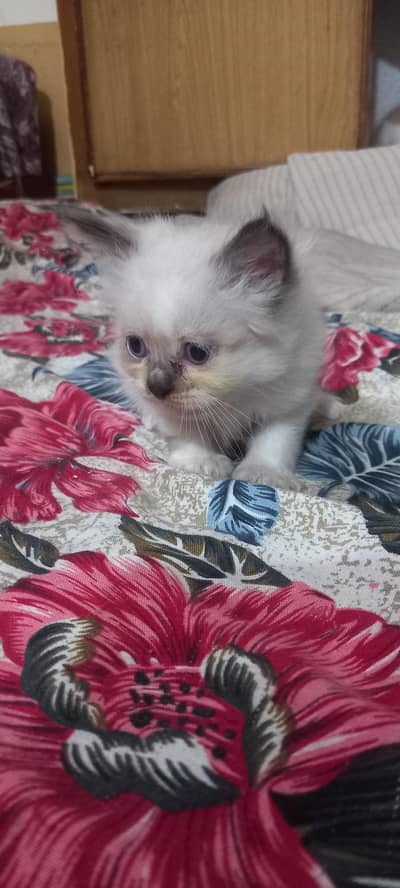 kitten persian month old birth