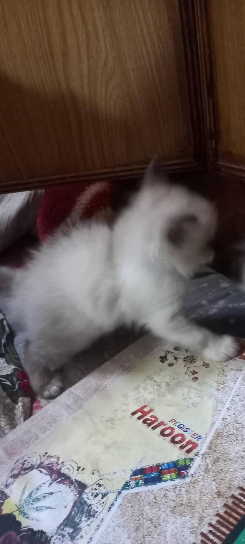 kitten persian month old birth - Cats - 1120854977