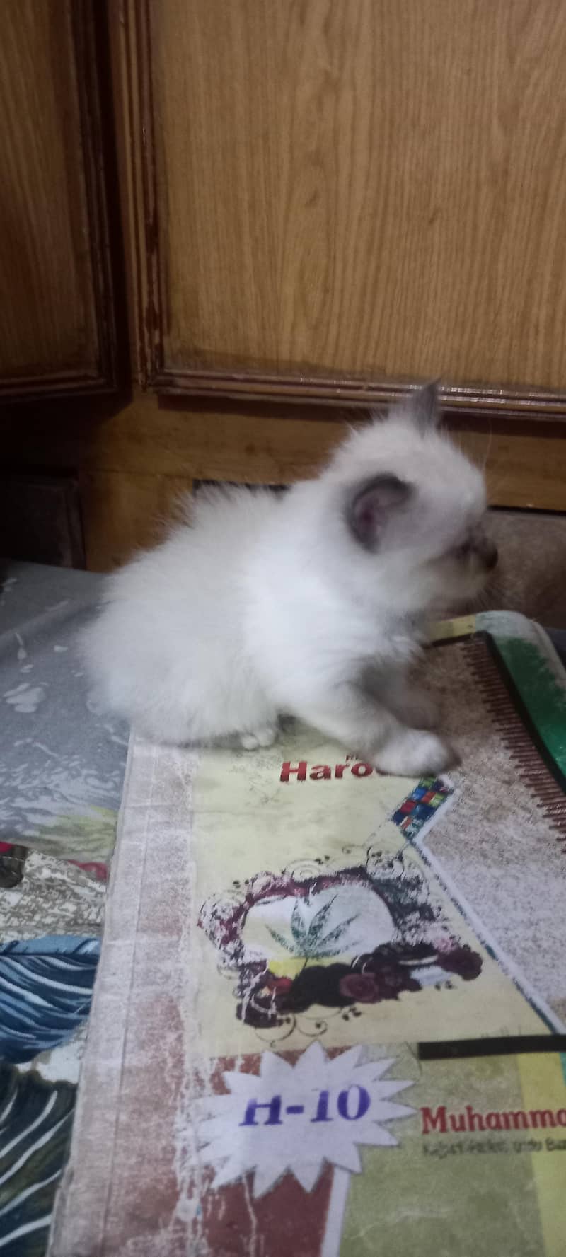 kitten persian month old birth - Cats - 1120854977