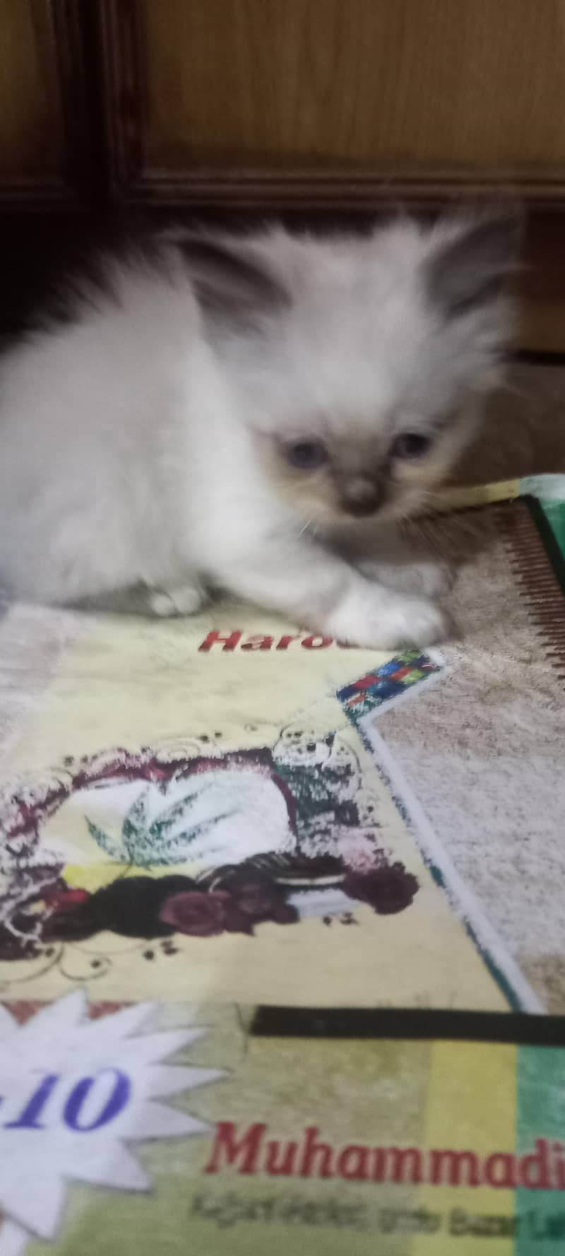 kitten persian month old birth - Cats - 1120854977