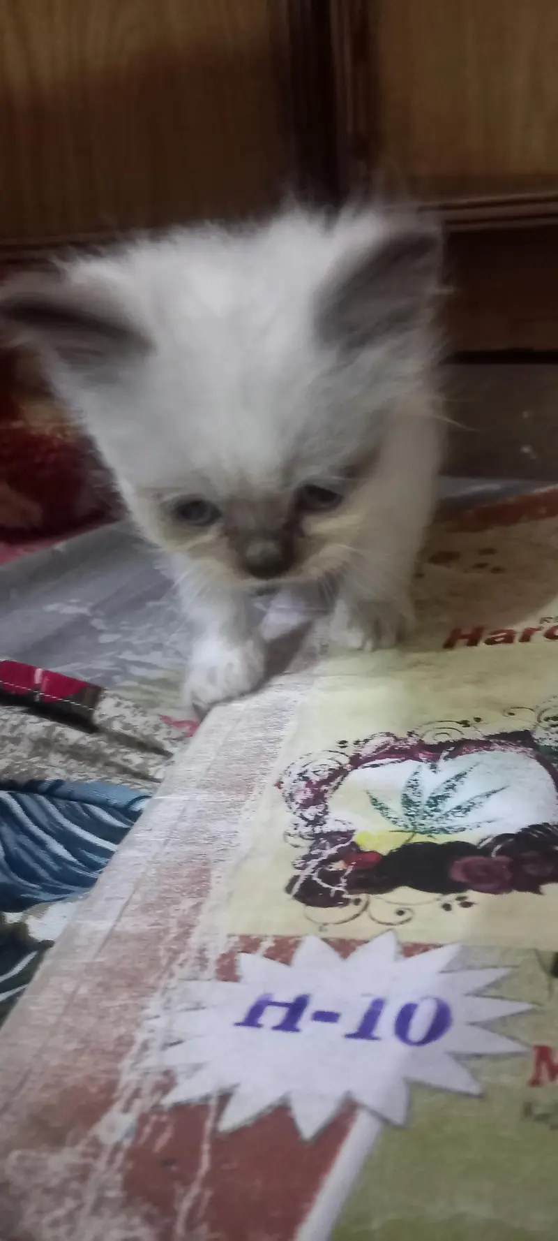 kitten persian month old birth — photo 5