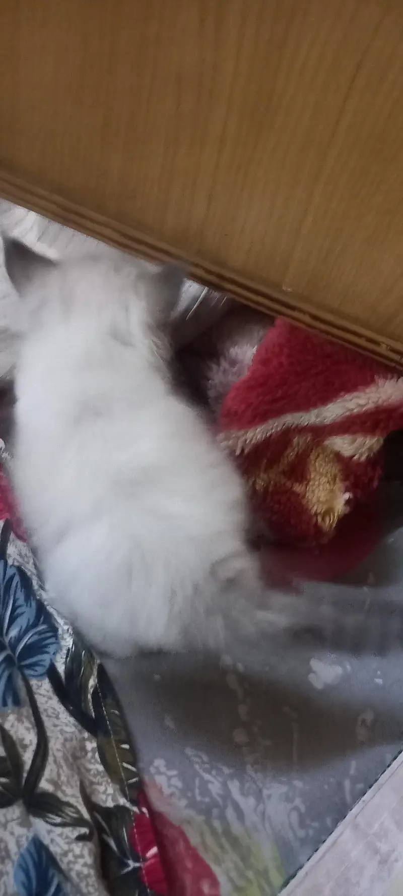 kitten persian month old birth — photo 6