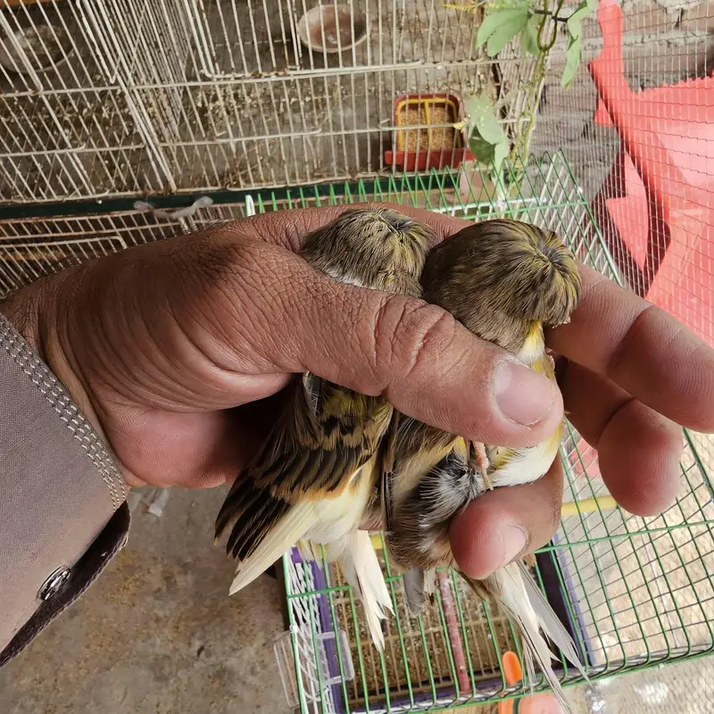 golster canary finch pair