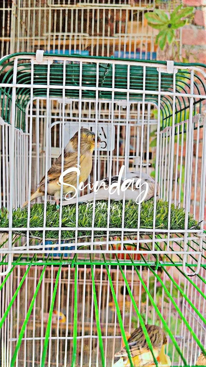 golster canary finch pair — photo 2