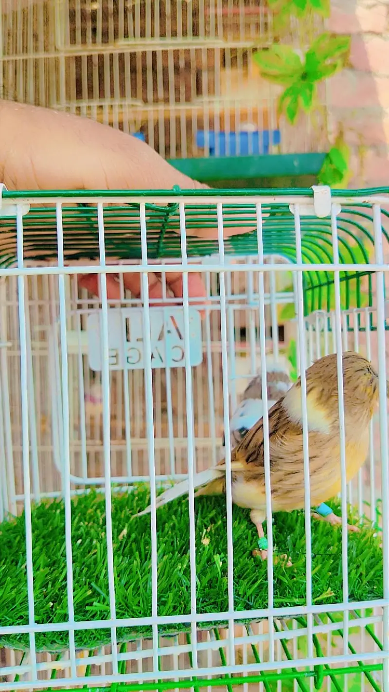 golster canary finch pair — photo 3