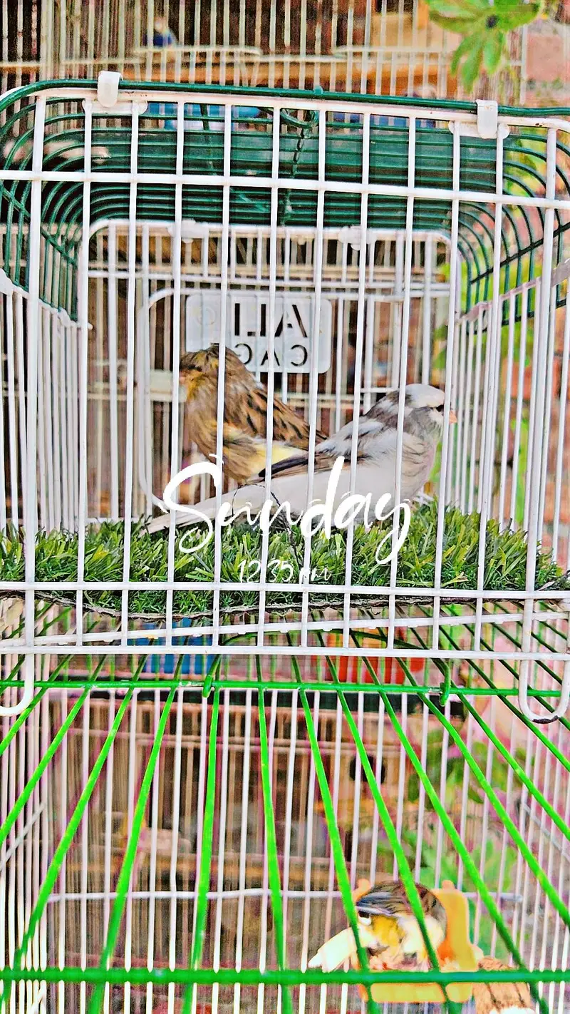 golster canary finch pair — photo 4