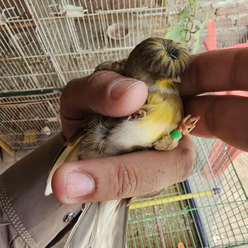 golster canary finch pair — photo 5