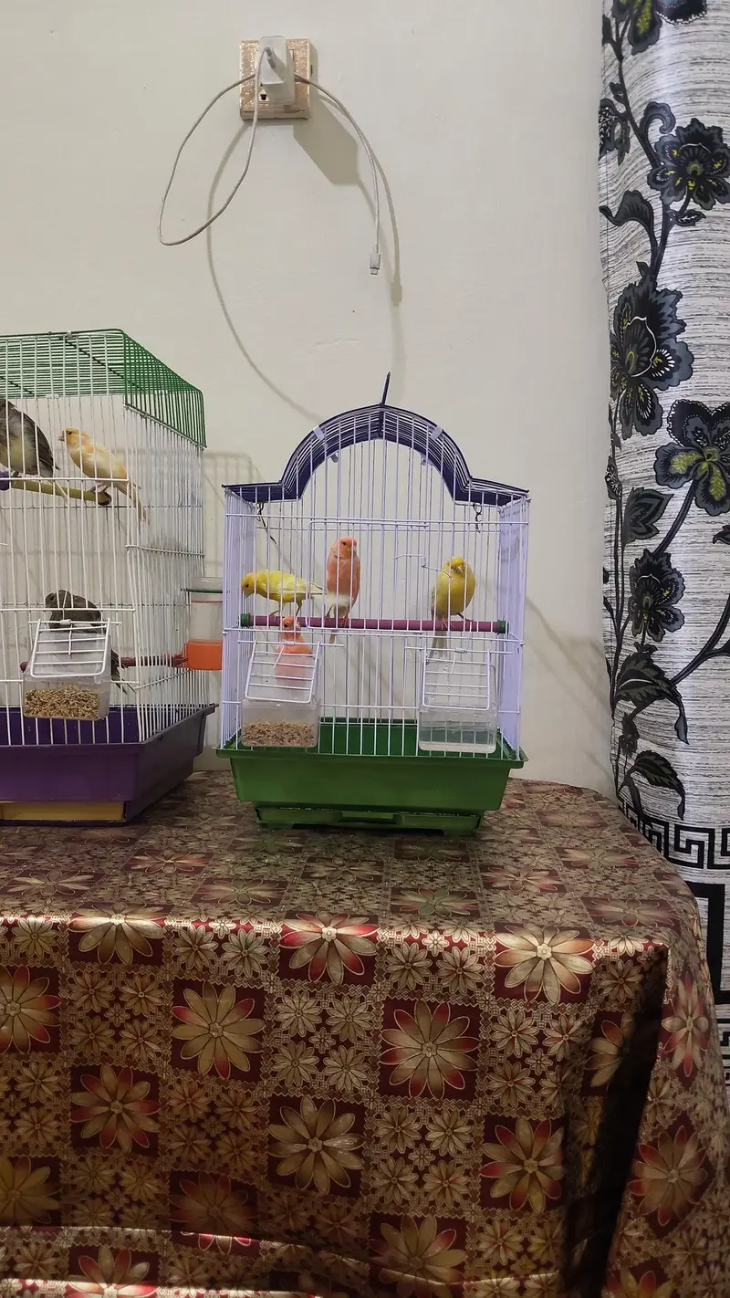 golster canary finch pair — photo 6