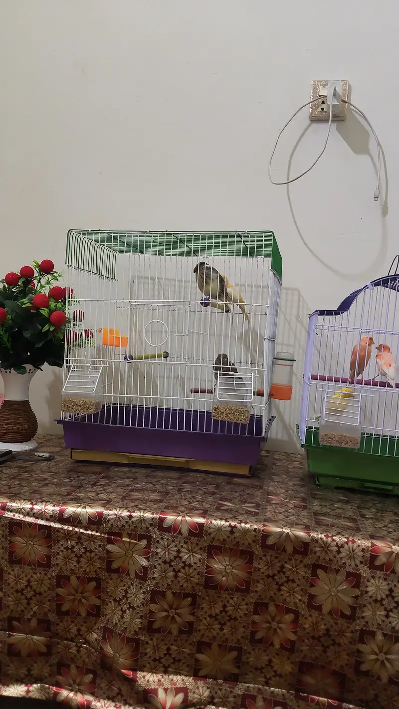 golster canary finch pair — photo 7