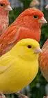 golster canary finch pair — photo 8