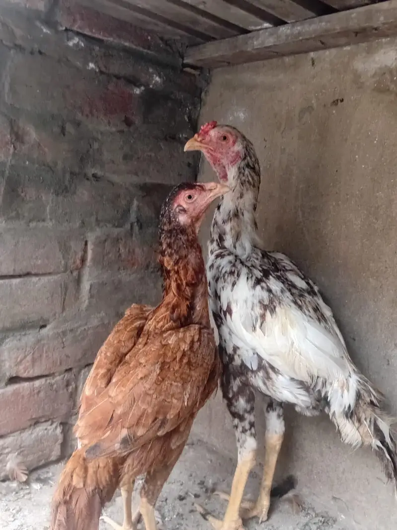 aseel pair seling — photo 3