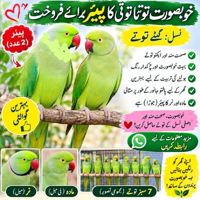 parrot