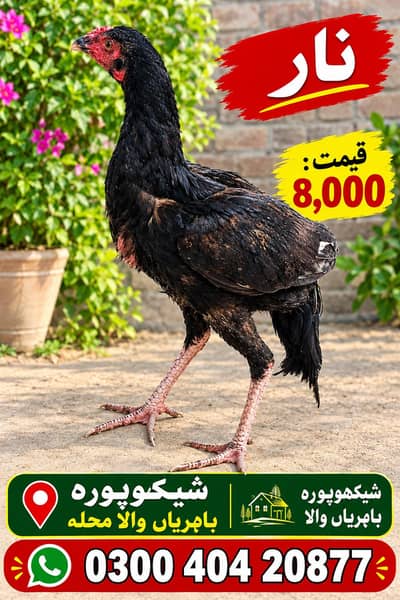 best aseel