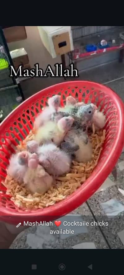 Cocktaile,hogo,TCB,love bird chicks available
