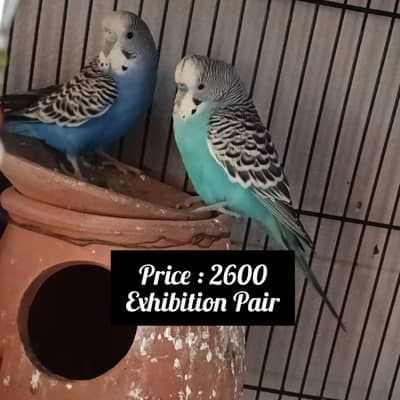 love birds and Buggies pairs for sale