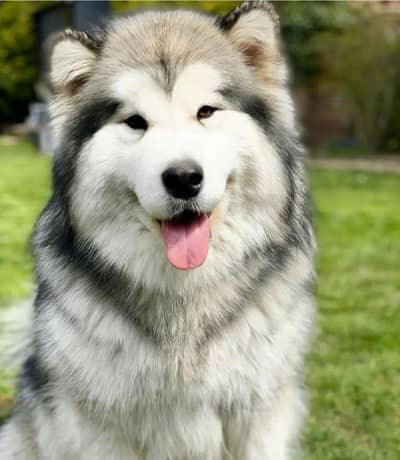 Alaskan Malamute Female available for new Home