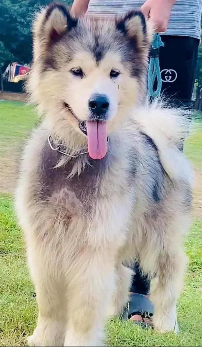Alaskan Malamute Female available for new Home — photo 2