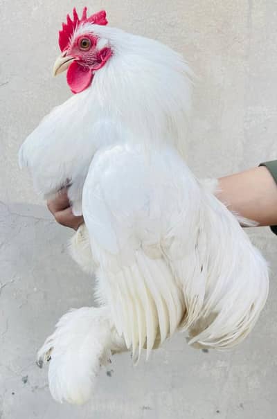 Bantam Breeder pair