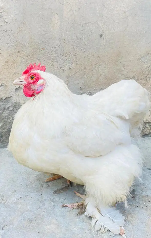 Bantam Breeder pair — photo 2