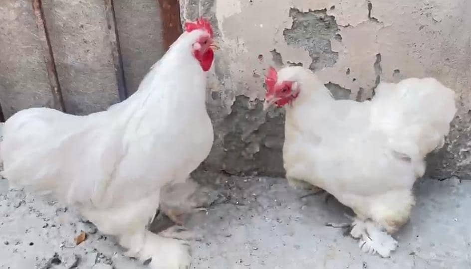 Bantam Breeder pair 2