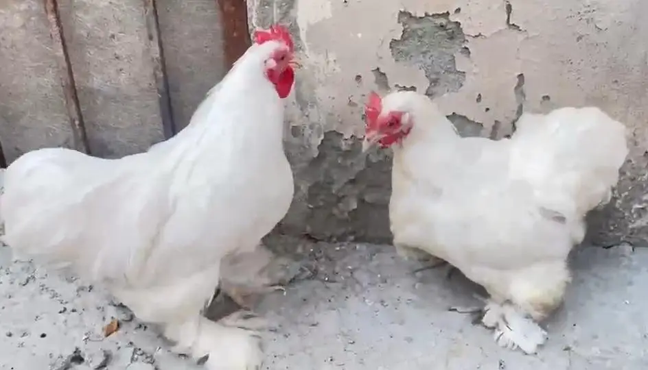 Bantam Breeder pair — photo 3