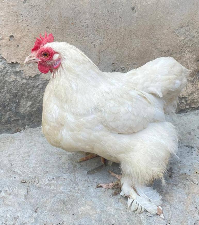 Bantam Breeder pair 3