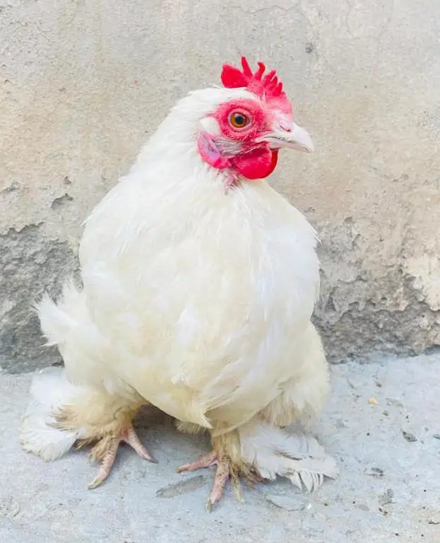 Bantam Breeder pair — photo 5