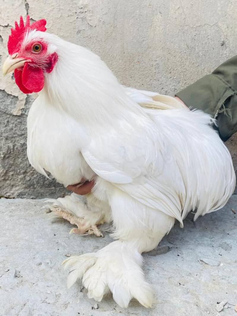 Bantam Breeder pair 5