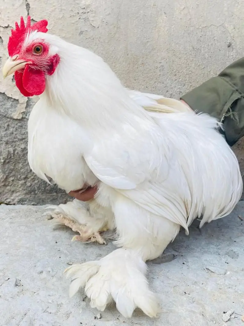 Bantam Breeder pair — photo 6