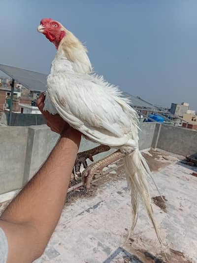Pure Parrot Beak Aseel Murga for Sale