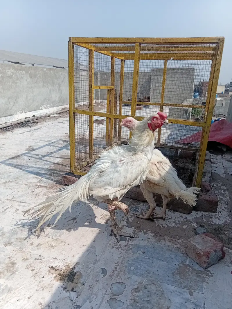 Pure Parrot Beak Aseel Murga for Sale — photo 2
