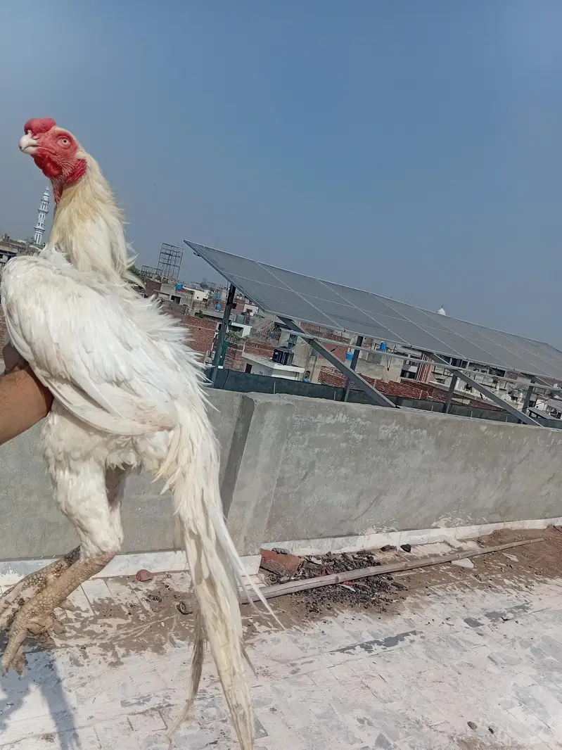 Pure Parrot Beak Aseel Murga for Sale — photo 6