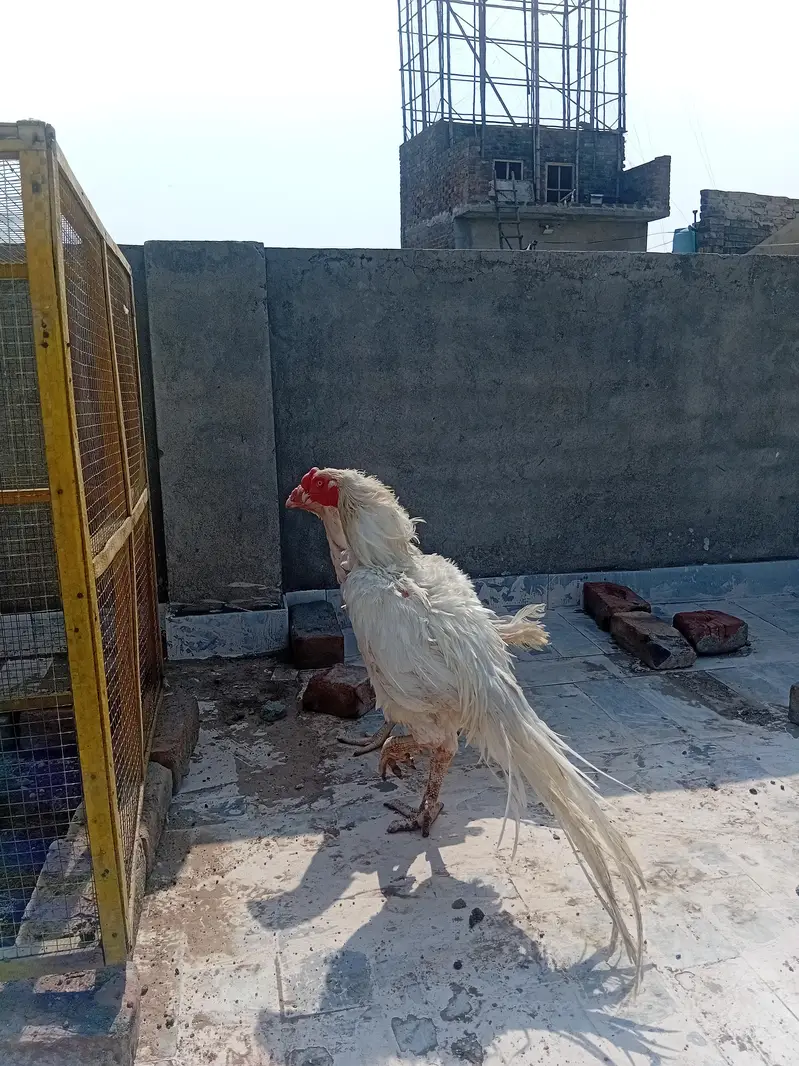 Pure Parrot Beak Aseel Murga for Sale — photo 7