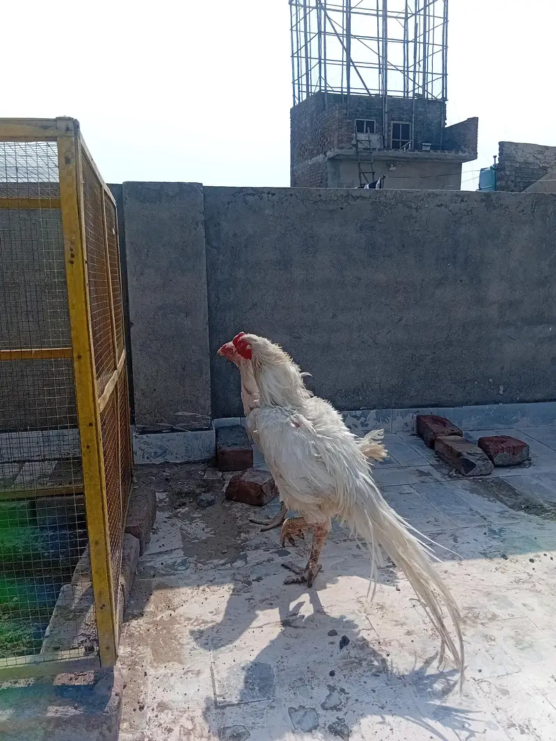 Pure Parrot Beak Aseel Murga for Sale — photo 8