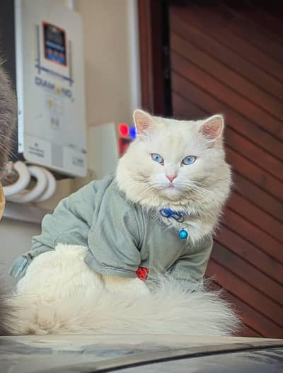 Triple Coat Blue Eyes Persian Cat