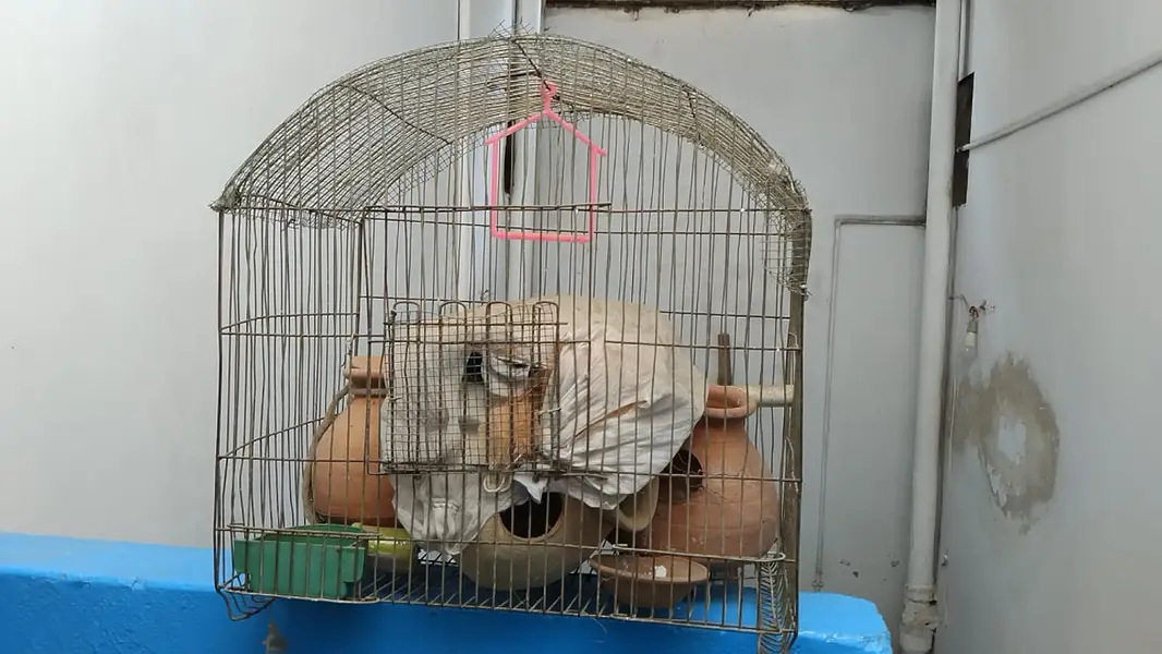 Cages — photo 4
