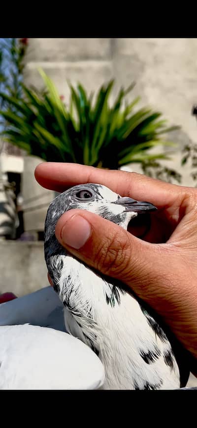 Sialkoti betra pair