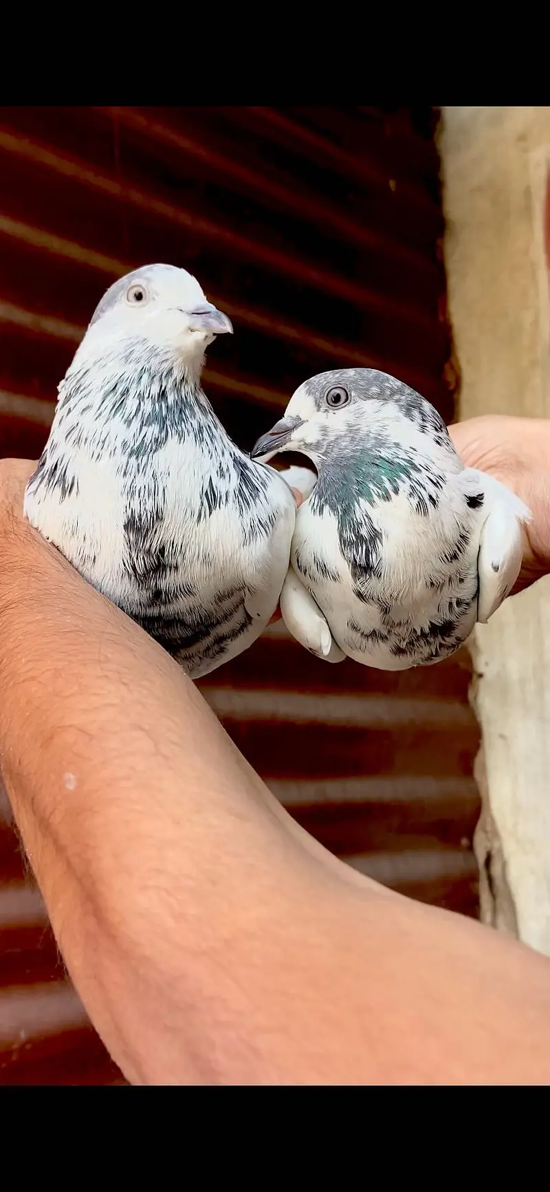 Sialkoti betra pair — photo 2