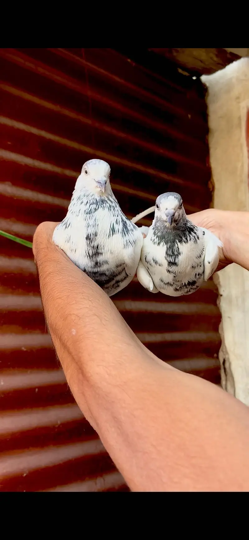 Sialkoti betra pair — photo 5